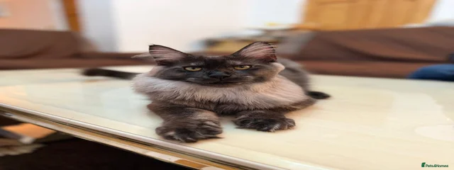 Smoky