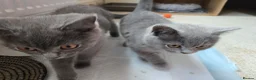 British Shorthair cats for sale: Purebred British Shorthair Kittens - 2 left! - Advert 9