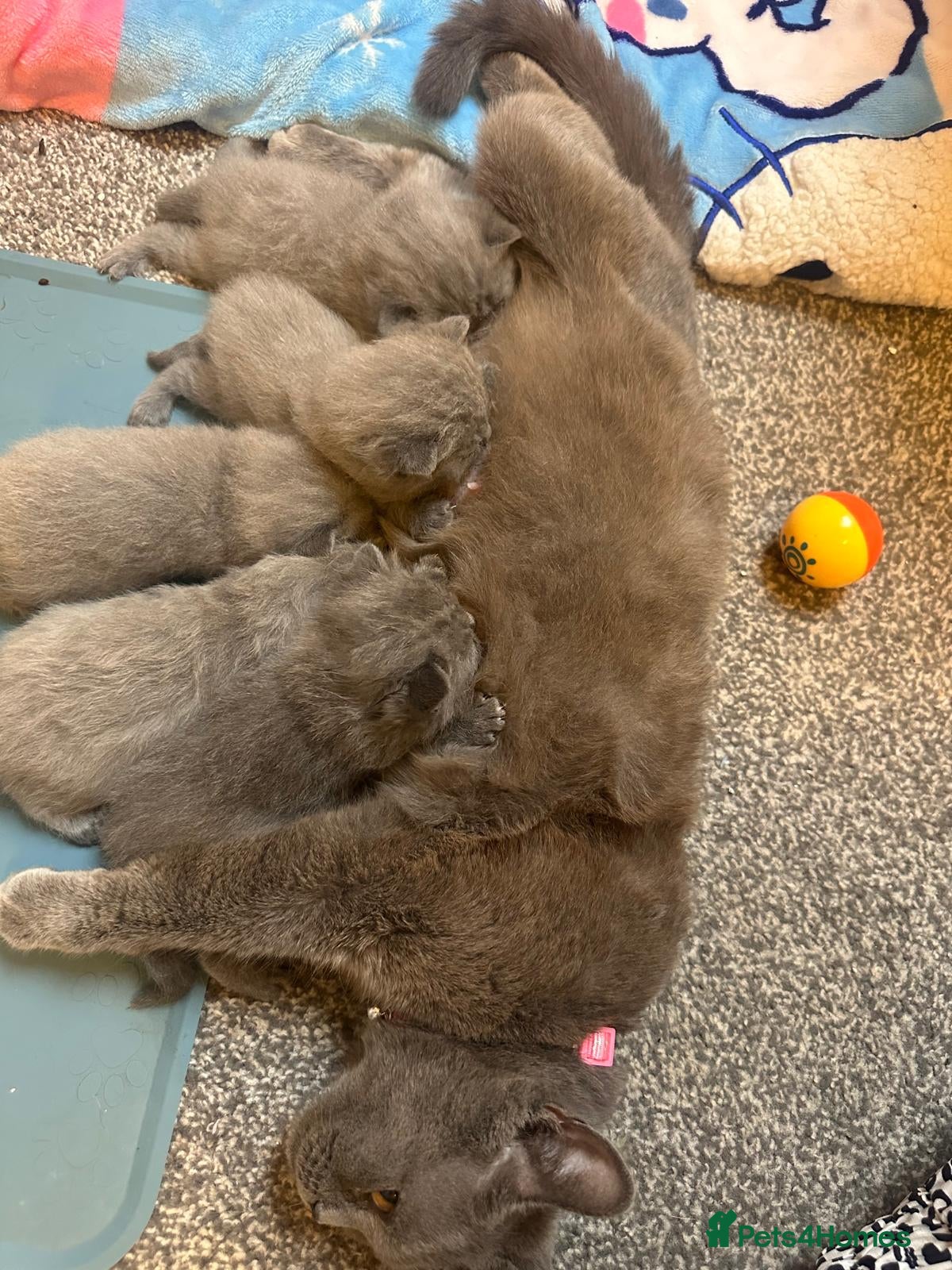 British Shorthair cats for sale: LOVELY BRITISH SHORTHAIR - Advert 3