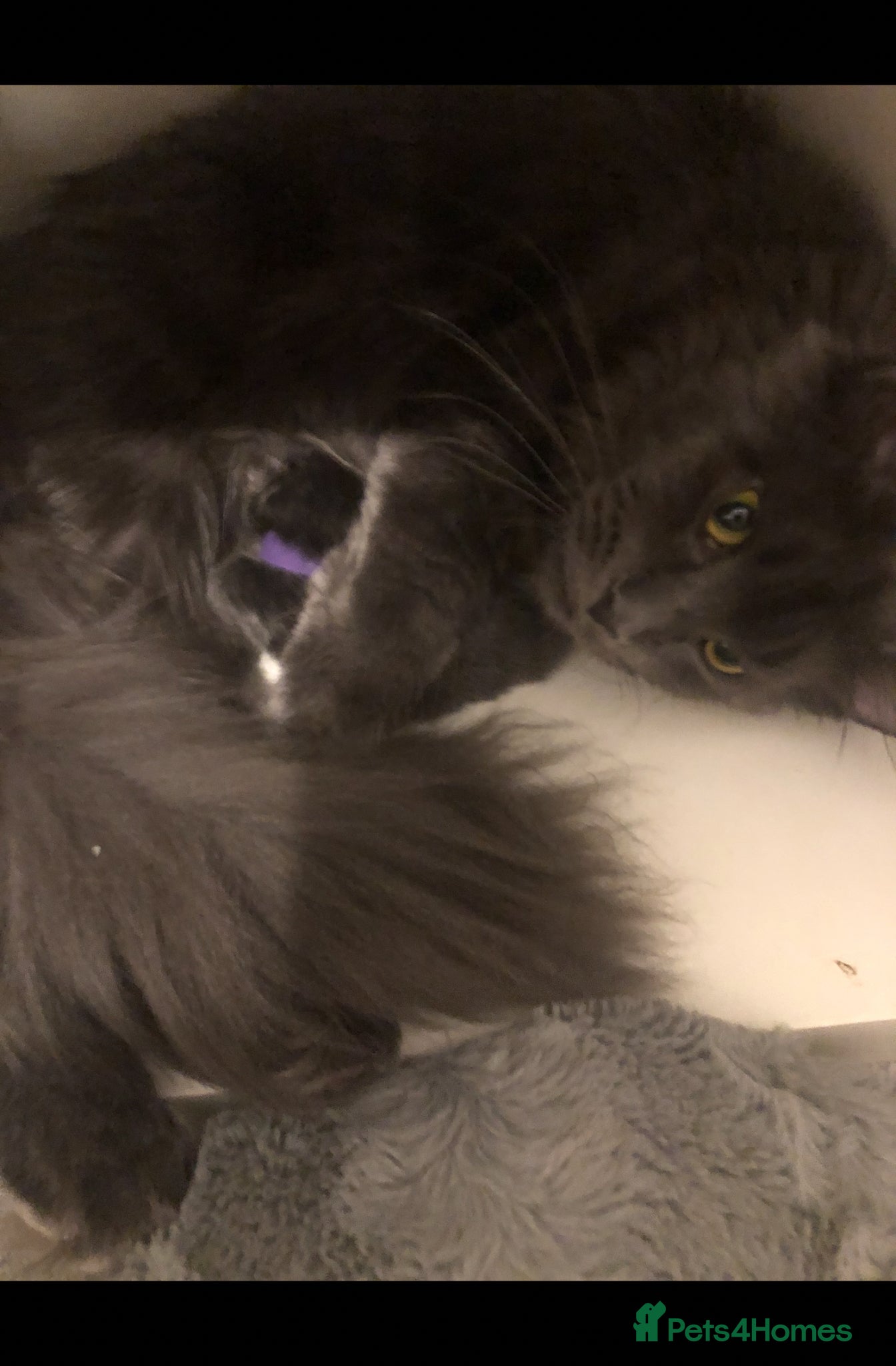 Maine Coon cats Two Beautiful GCCF Maine Coons on Active - Advert 1