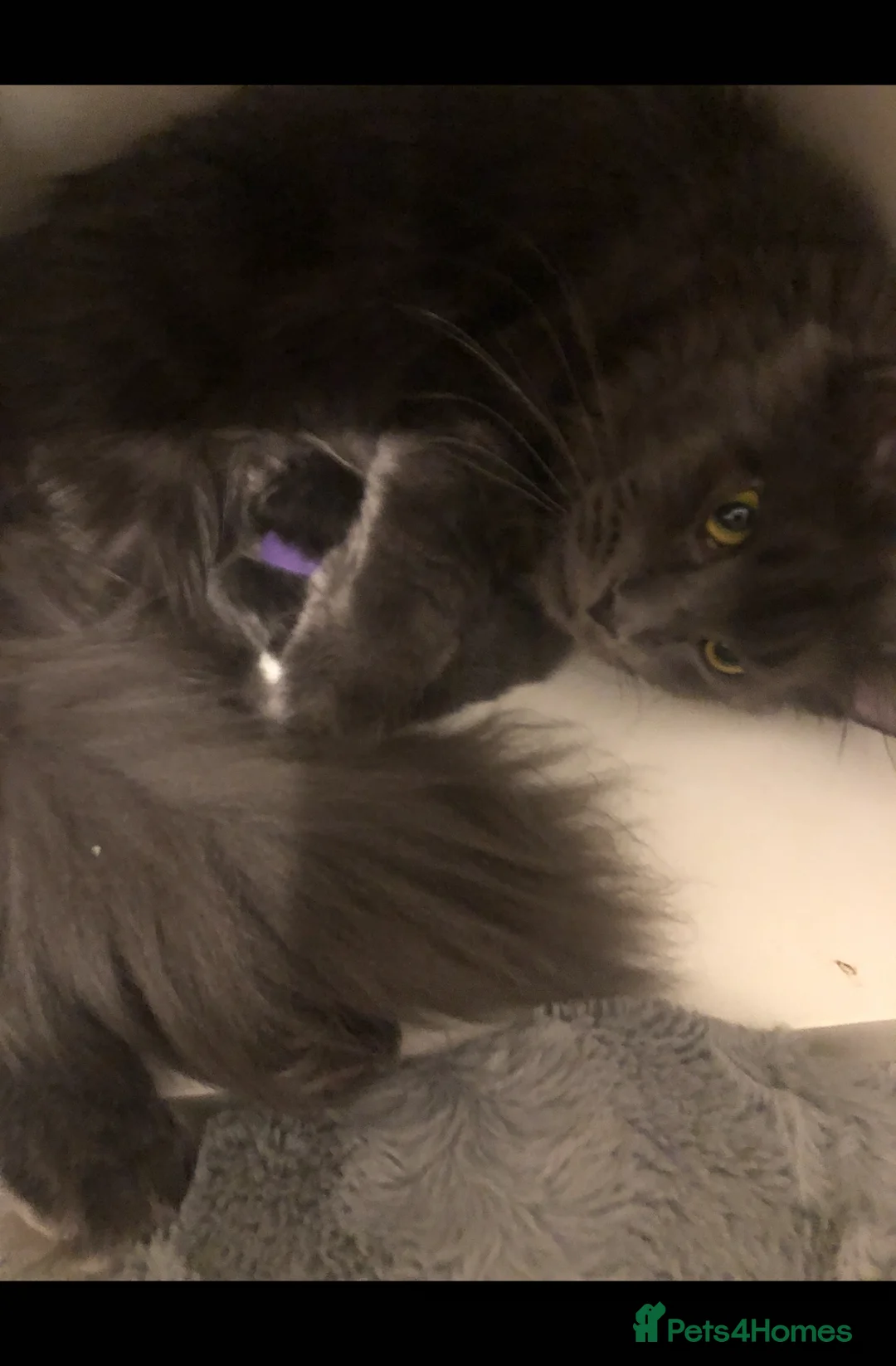 Maine Coon cats for sale: Two GCCF Mainecoon On Active 2 Weeks Older Than Ad - Advert 1