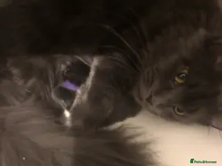 Maine Coon cats for sale: Two GCCF Mainecoon On Active 2 Weeks Older Than Ad - Advert 1