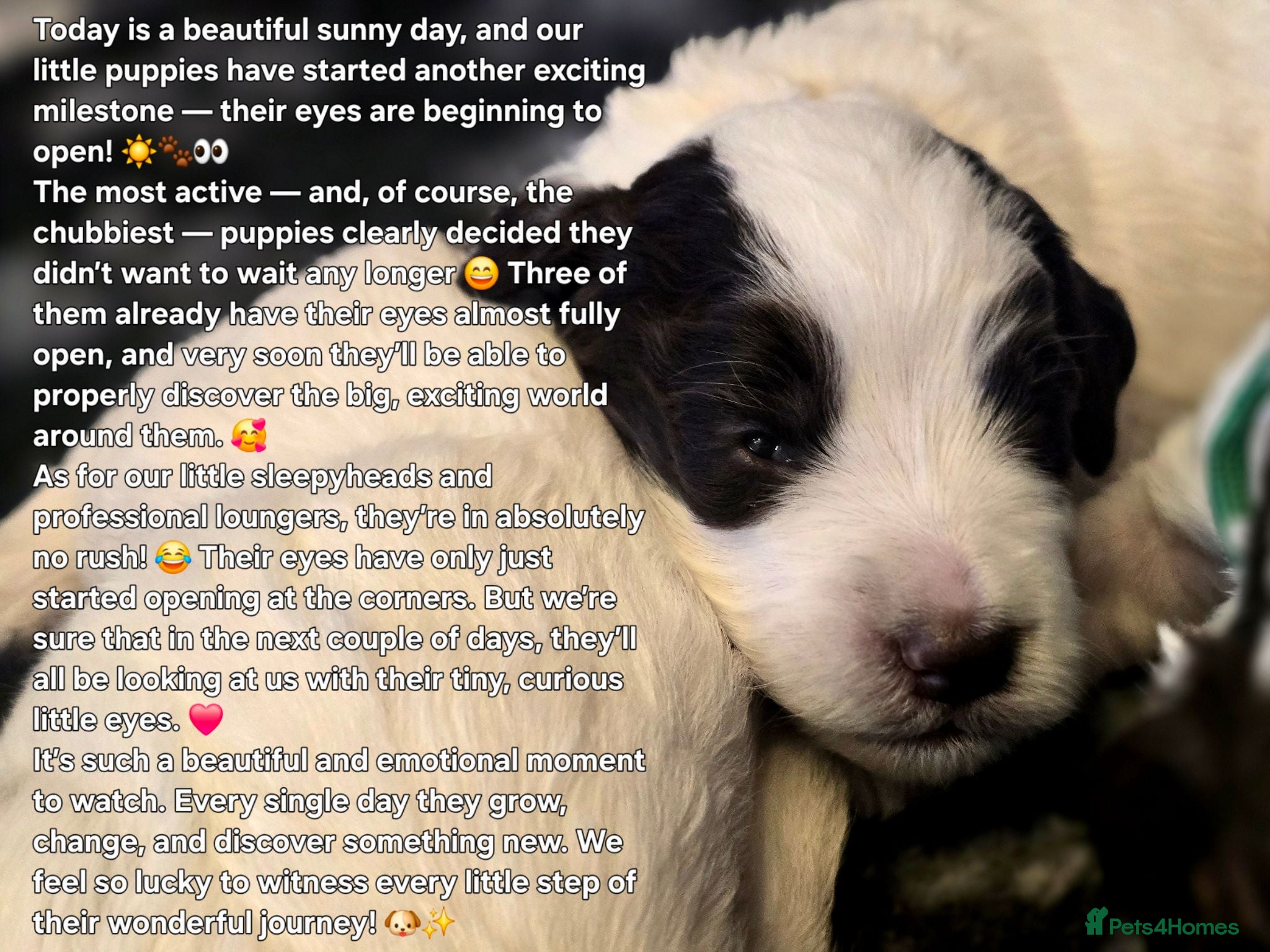 Sproodle dogs Springer Spaniel Miniature Poodle Sproodle Puppies - Advert 9