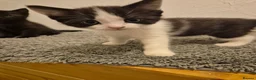 Ragdoll cats for sale: Ragdoll cross boys !!!! in Rotherham - Advert 5