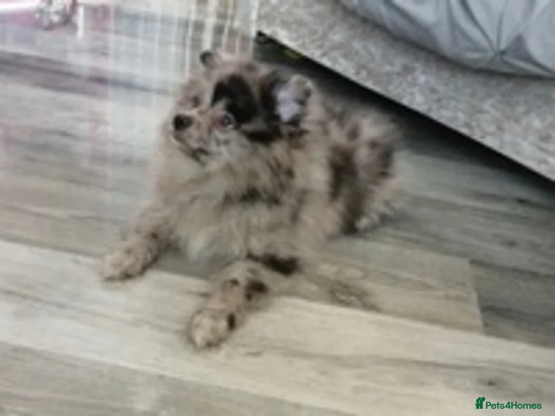 Pomeranian dogs for stud: Chocolate Merle Stud Health Tested in Dartford - Advert 16