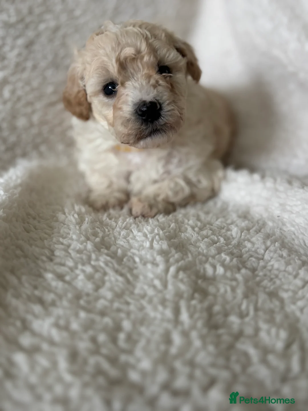 Poochon dogs for sale: One boy remaining - Advert 27