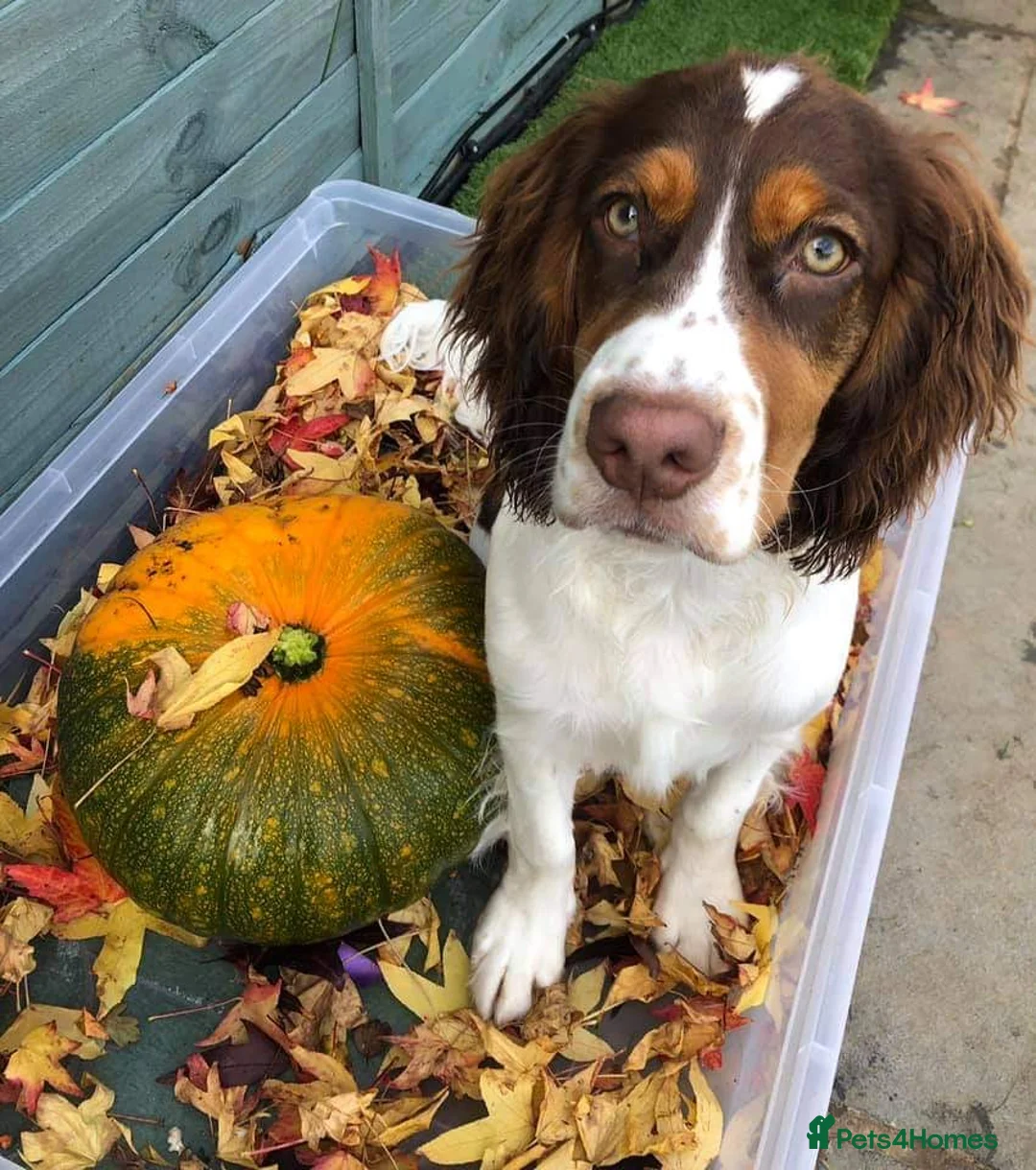 Cocker Spaniel dogs for stud: Cocker Spaniel Chocolate Sable for stud in Bedford - Advert 18
