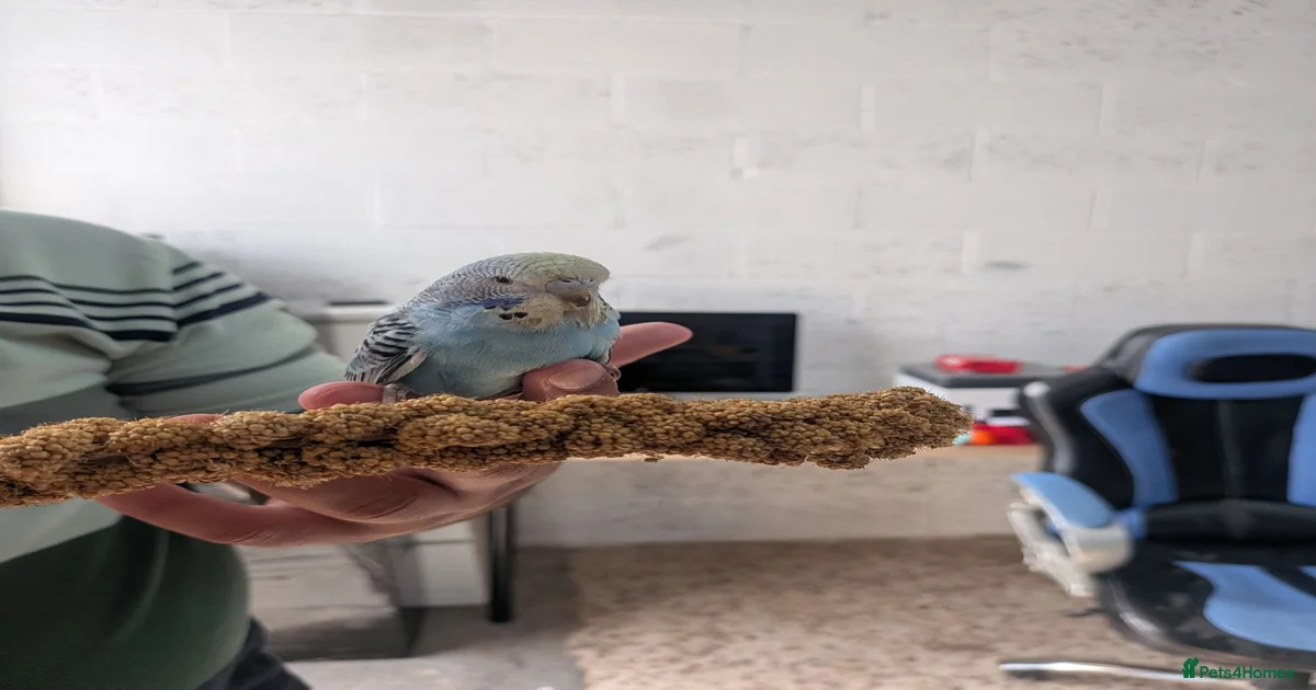 Birds for sale | Pets4Homes