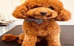 Cockapoo dogs for sale: F1 Cockapoo puppies, KC parents, health tested! - Image 22