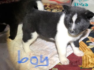 Akita dogs 7 bear faced American Akitas puppies - Advert 1