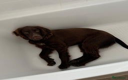 Cocker Spaniel dogs for sale: 6-month old cocker spaniel - Image 3