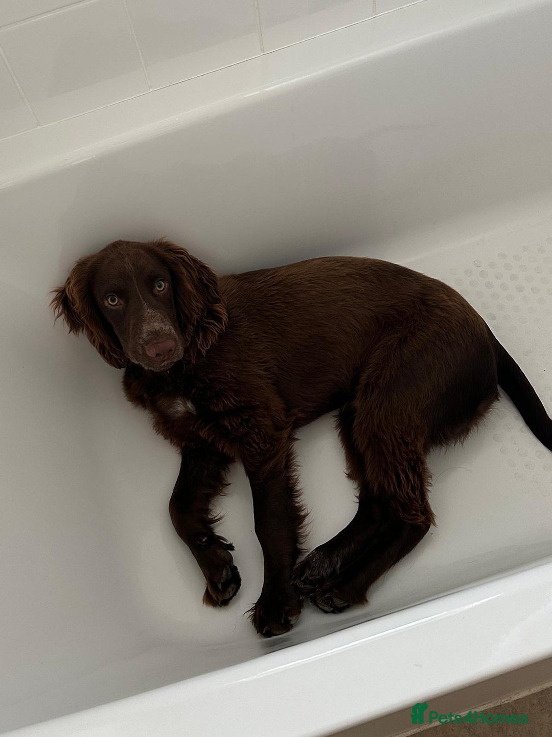 Cocker Spaniel dogs for sale: 6-month old cocker spaniel - Image 3