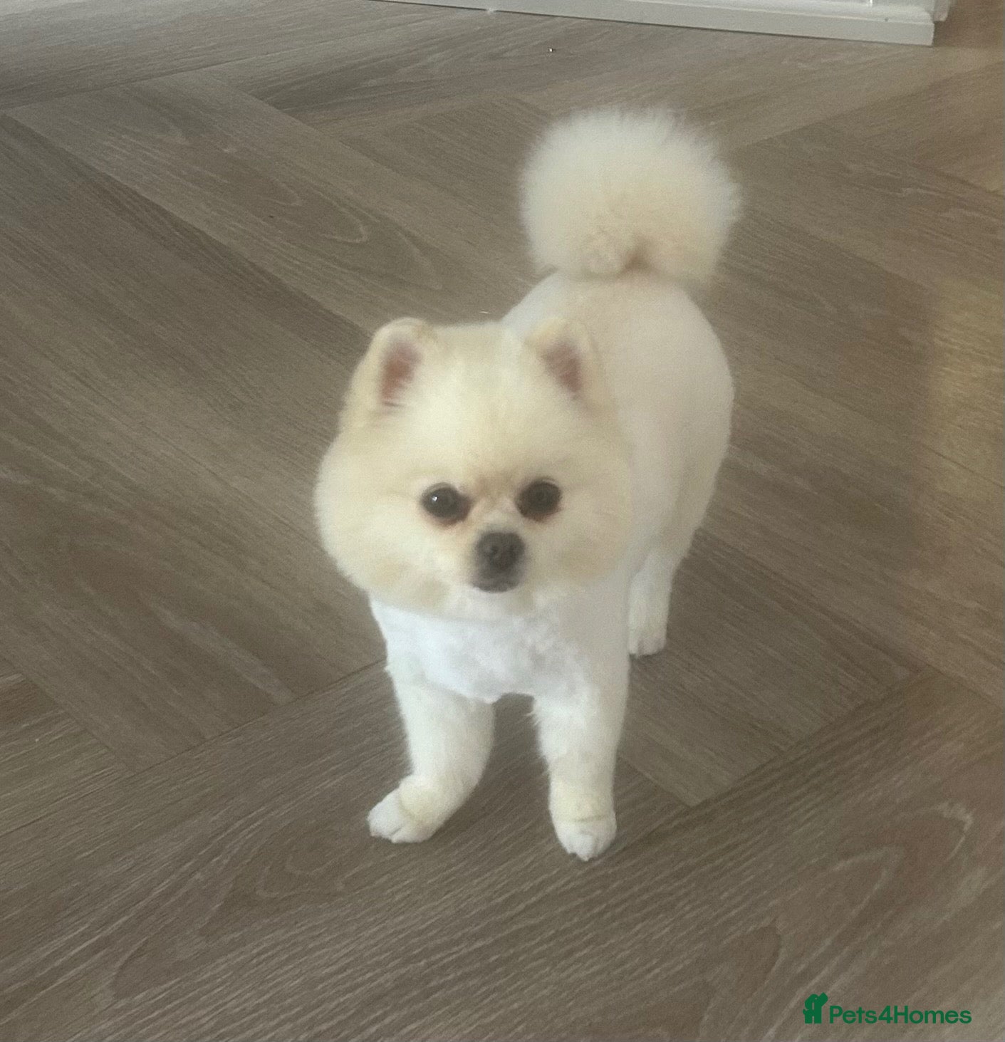 Pomeranian dogs Puppy Male Toy Pomeranian  - Advert 1