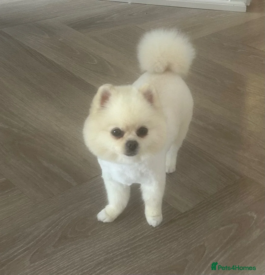 Pomeranian dogs for sale: Puppy Male Toy Pomeranian  - Advert 1