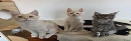 Maine Coon cats for sale: Three beautiful Maine Coon kittens - Advert 3