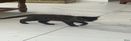 Mixed Breed cats for sale: Reduced  - Advert 9