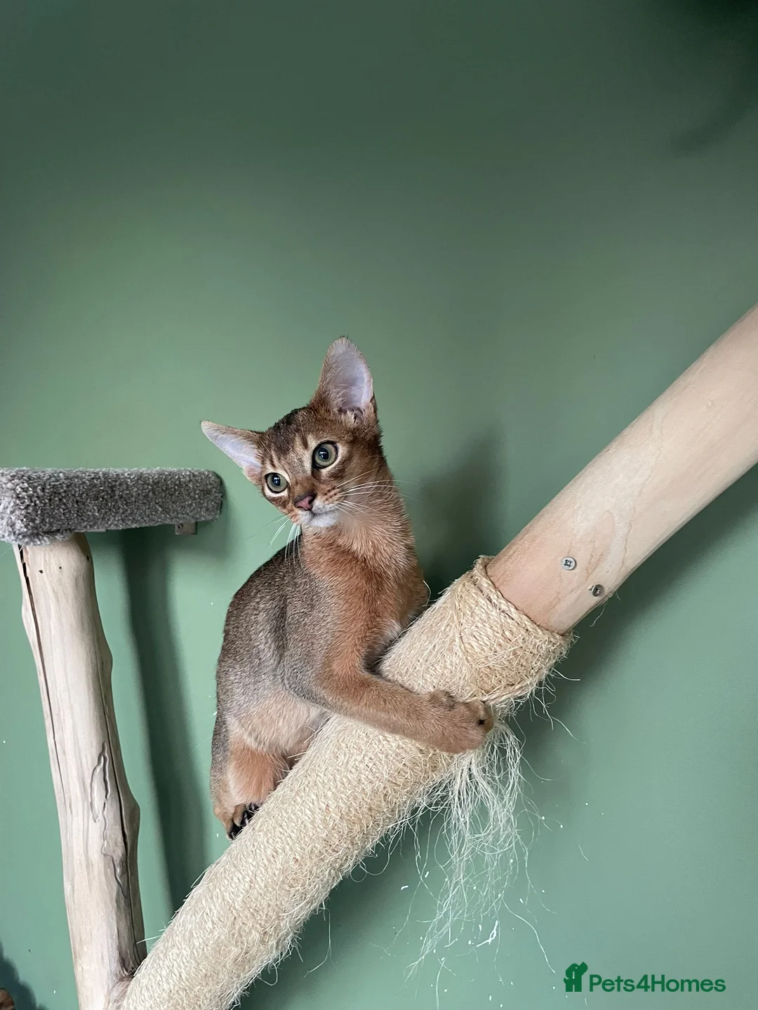 Abyssinian cats for sale: Abyssinian Kitten Boy and girl Tica Show Quality  - Advert 27