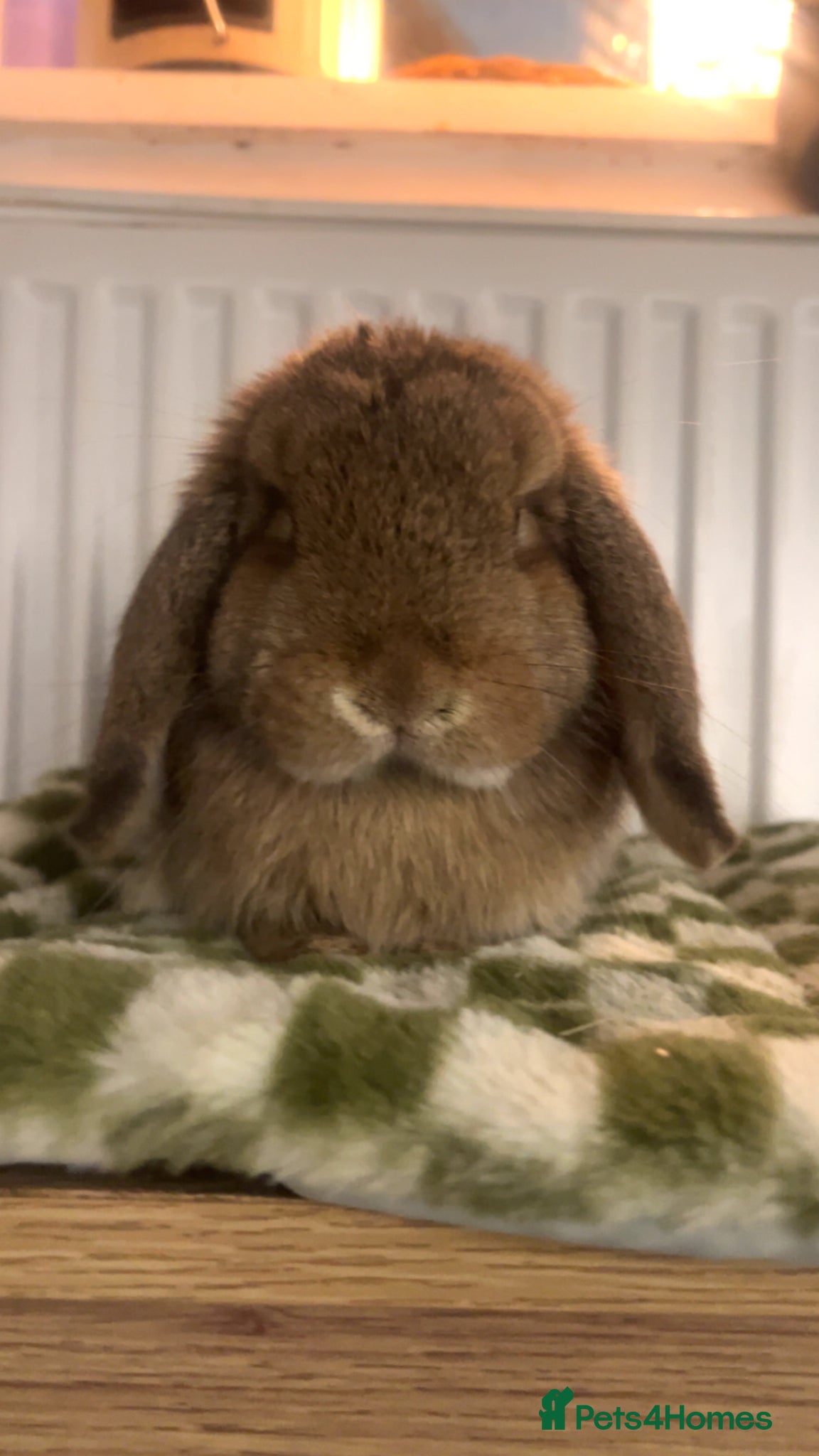 Mini Lop rabbits 9 month old mini lop bunny - Advert 1