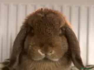 Mini Lop rabbits 9 month old mini lop bunny - Advert 1