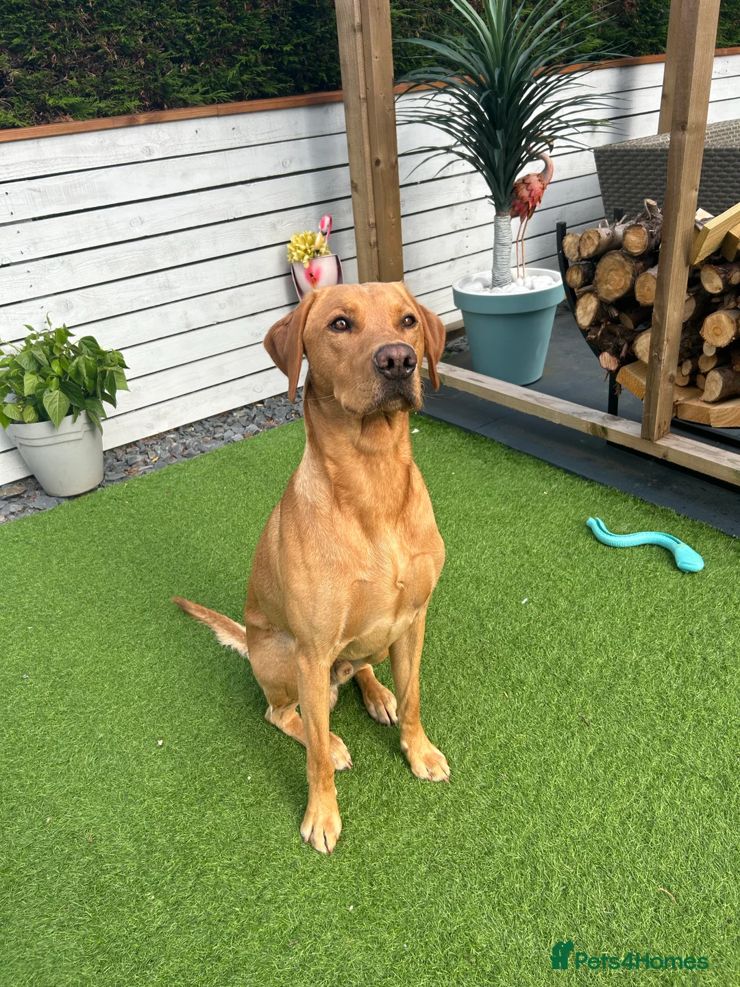 Labrador Retriever dogs for stud: 🌟 Kennel Club Registered Proven Labrador Stud 🌟 in Dundee - Advert 4