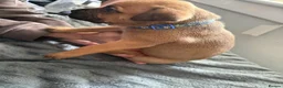 Mixed Breed dogs for sale: Cane corso cross pups for sale  in Airdrie - Advert 6