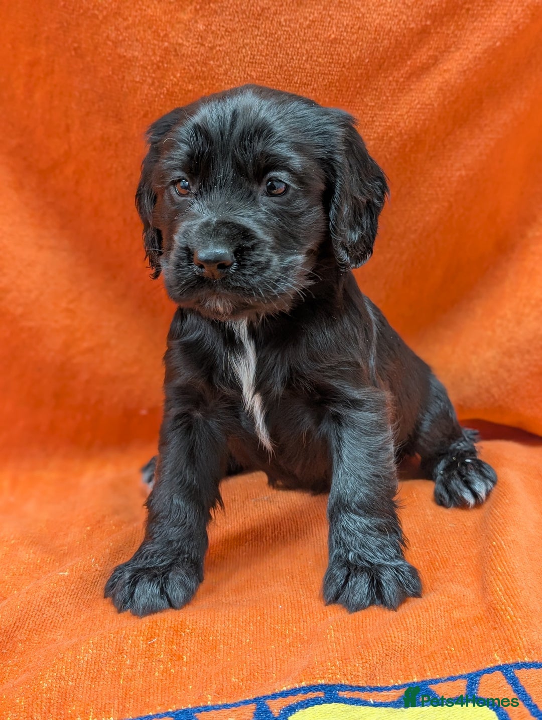 Cocker Spaniel dogs for sale: Ready now! KC registered, health tested cocker  - Advert 7