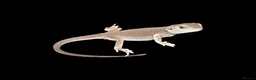 Bearded Dragon reptiles for sale: BEARDED DRAGONS - Advert 6