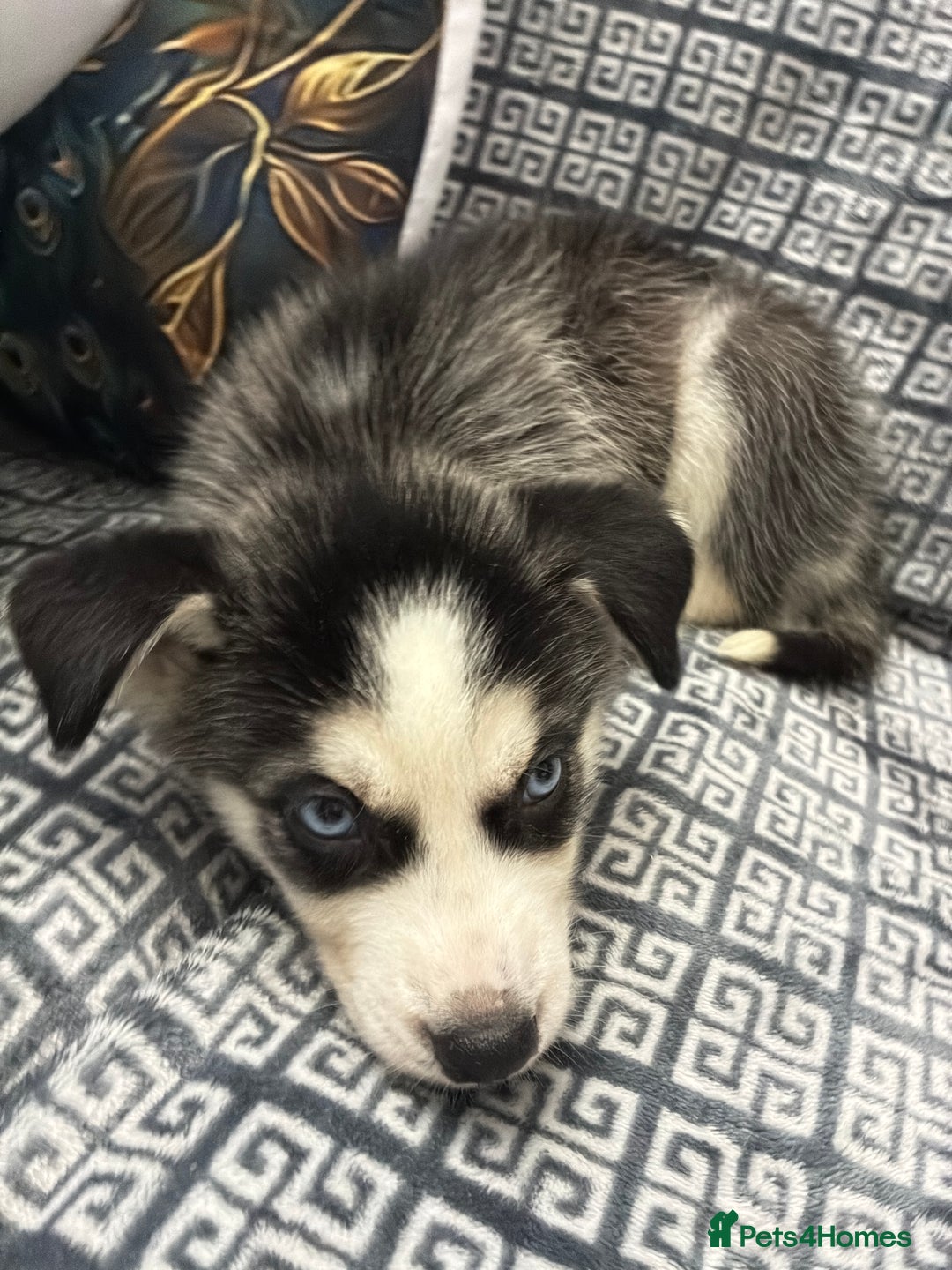 Siberian Husky dogs for sale: Pure Siberian huskies  - Advert 7