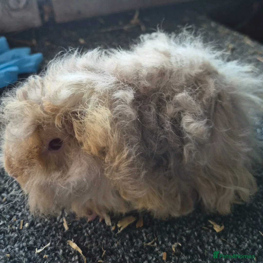 Guinea Pig rodents for sale: Pair of guinea pig sows cream/lilac in St. Neots - Advert 2