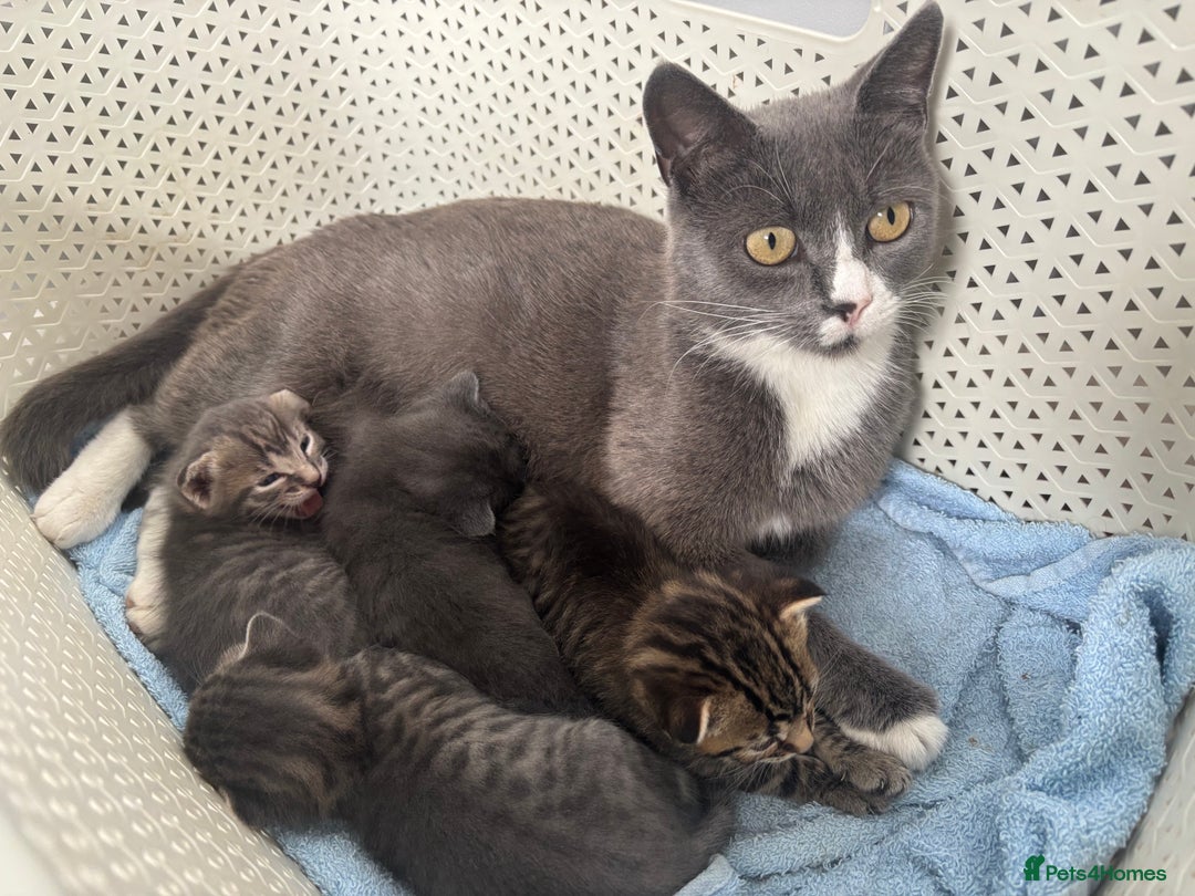 British Shorthair cats for sale: Kittens available BLUES in Axbridge - Image 4