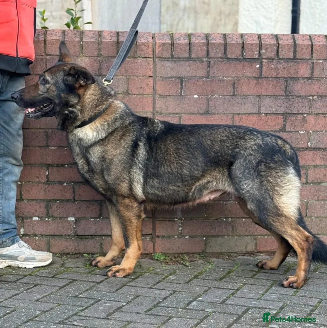 German Shepherd dogs for sale: German shepherd female  - Advert 2