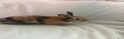 Harlequin rabbits for sale: English spot buck & harlequins  - Advert 3