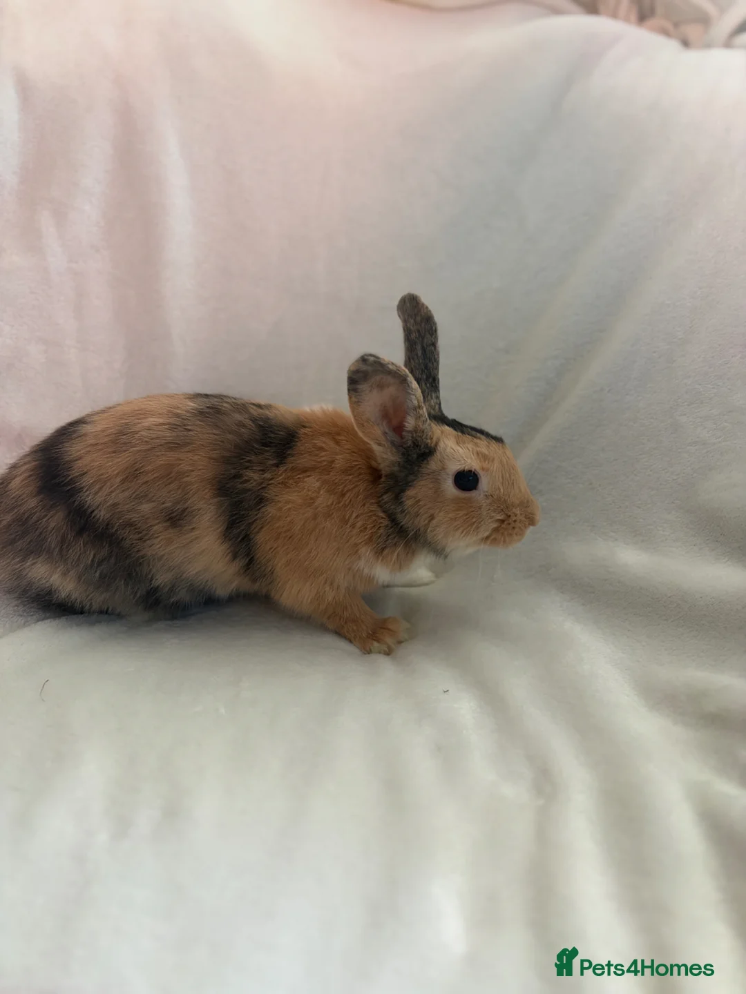 Harlequin rabbits for sale:  harlequins  - Advert 2