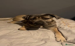 Cane Corso dogs for sale: Purebred champion bloodline cane corso - Image 13