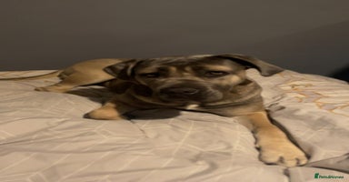 Cane Corso dogs - Advert 6