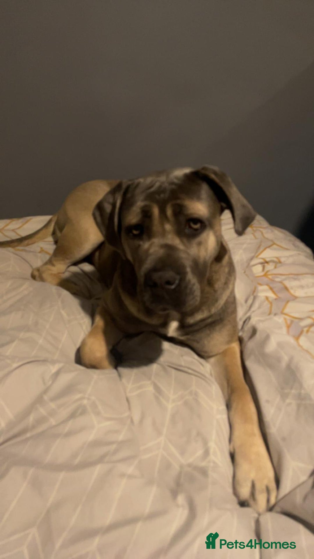 Cane Corso dogs for sale: Purebred champion bloodline cane corso - Image 13