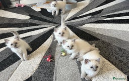 Ragdoll cats for sale: Stunning bluepoint Ragdoll kittens - Image 28