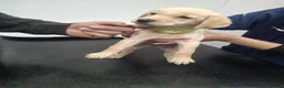 Labrador Retriever dogs for sale: Beautiful lab puppies - Advert 4