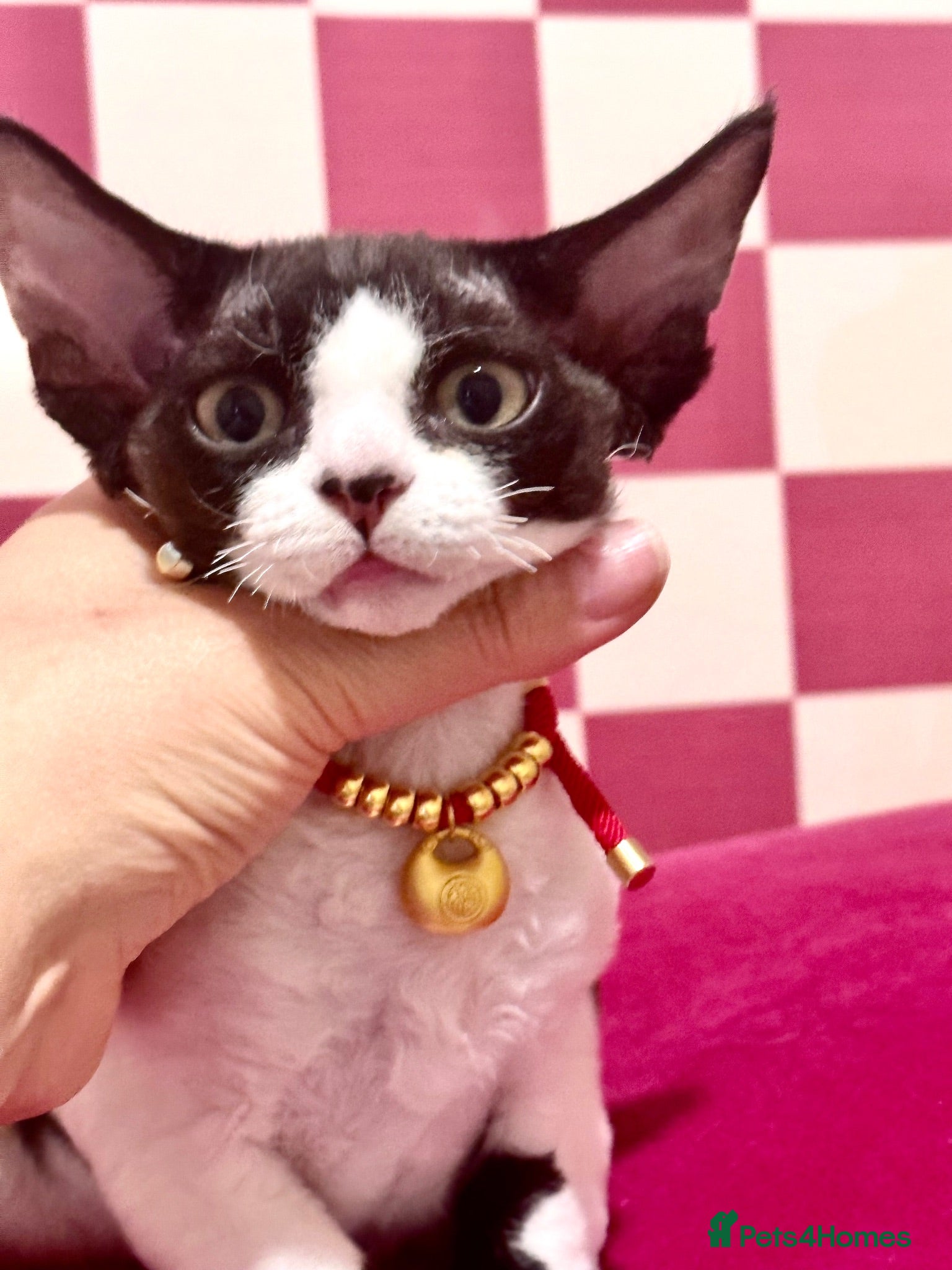 Devon Rex cats Beautiful Devon Rex kittens ❤️❤️❤️ - Advert 11