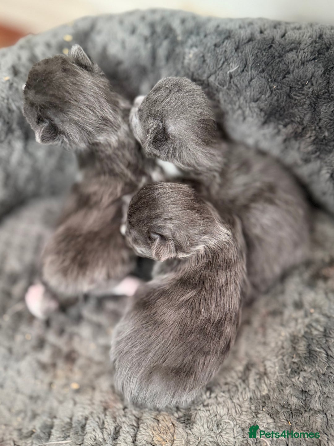 British Shorthair cats for sale: Two beautiful bi colour girls ready for new homes  - Advert 17