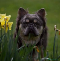 French Bulldog dogs Fluffy French bulldog Tyson Furry - Advert 4