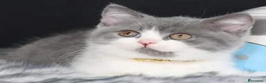 British Shorthair 2