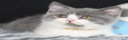 British Shorthair cats for sale: Tica registered British Shorthaired kittens - Advert 9