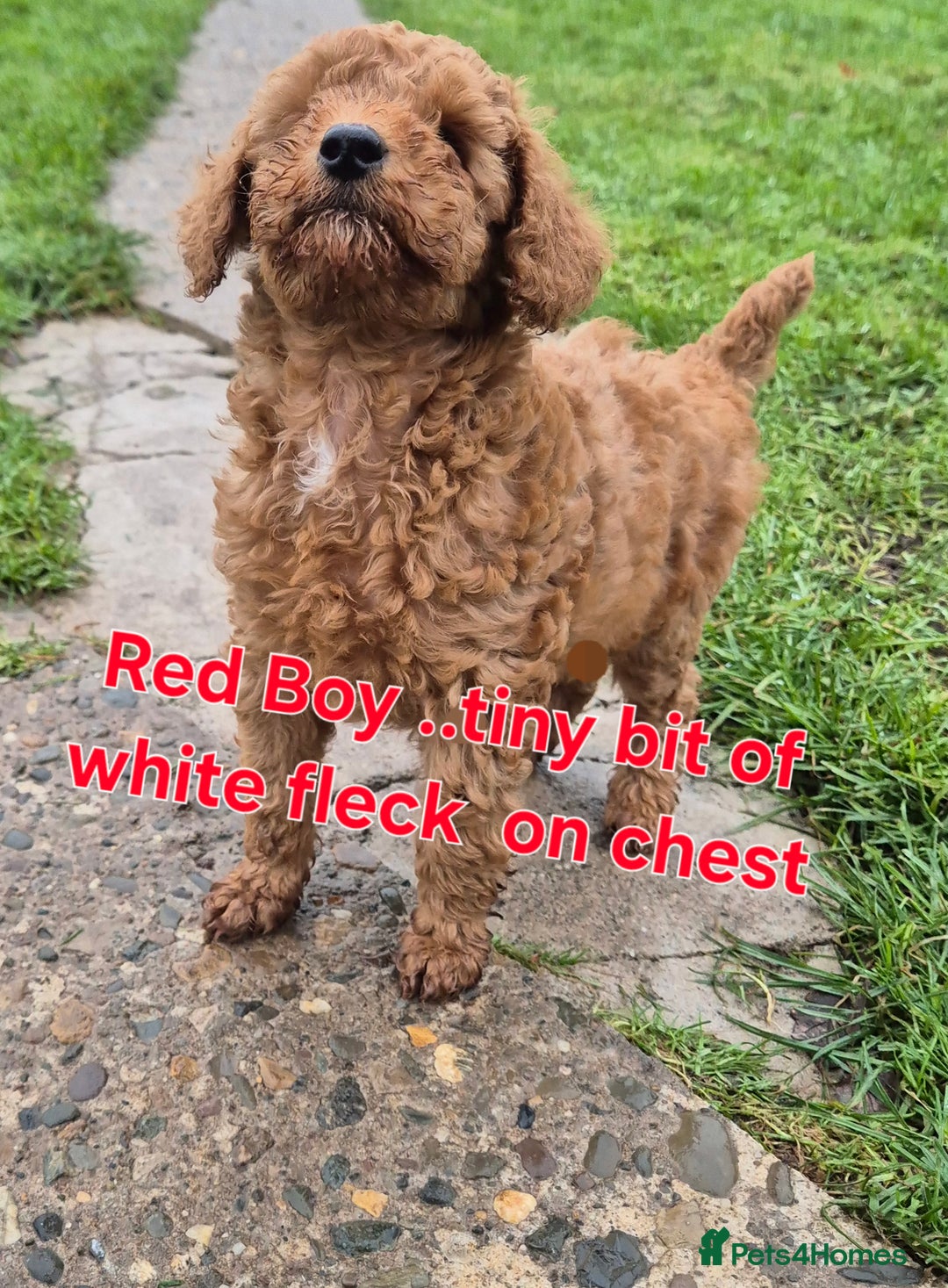 Miniature Poodle dogs for sale: Stunning poodles puppies  ready now   - Advert 5