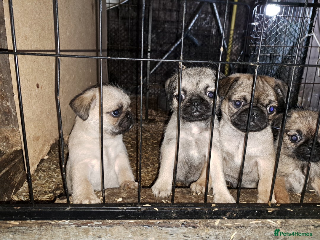 Mixed Breed dogs for sale: Perfect litter of pug cross shih-tzu  - Advert 17