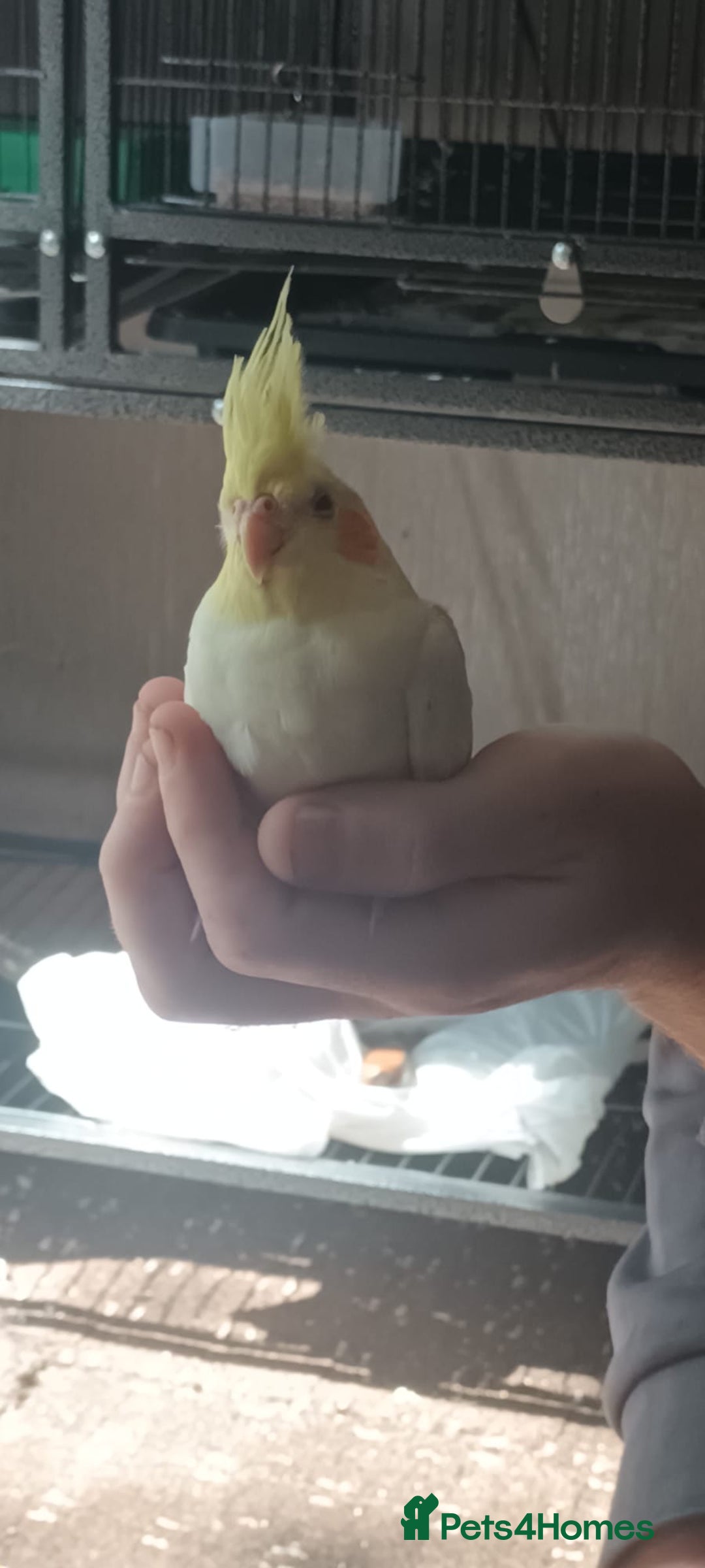 Cockatiels birds for sale: Cockatiels for sale hand tame - Image 2