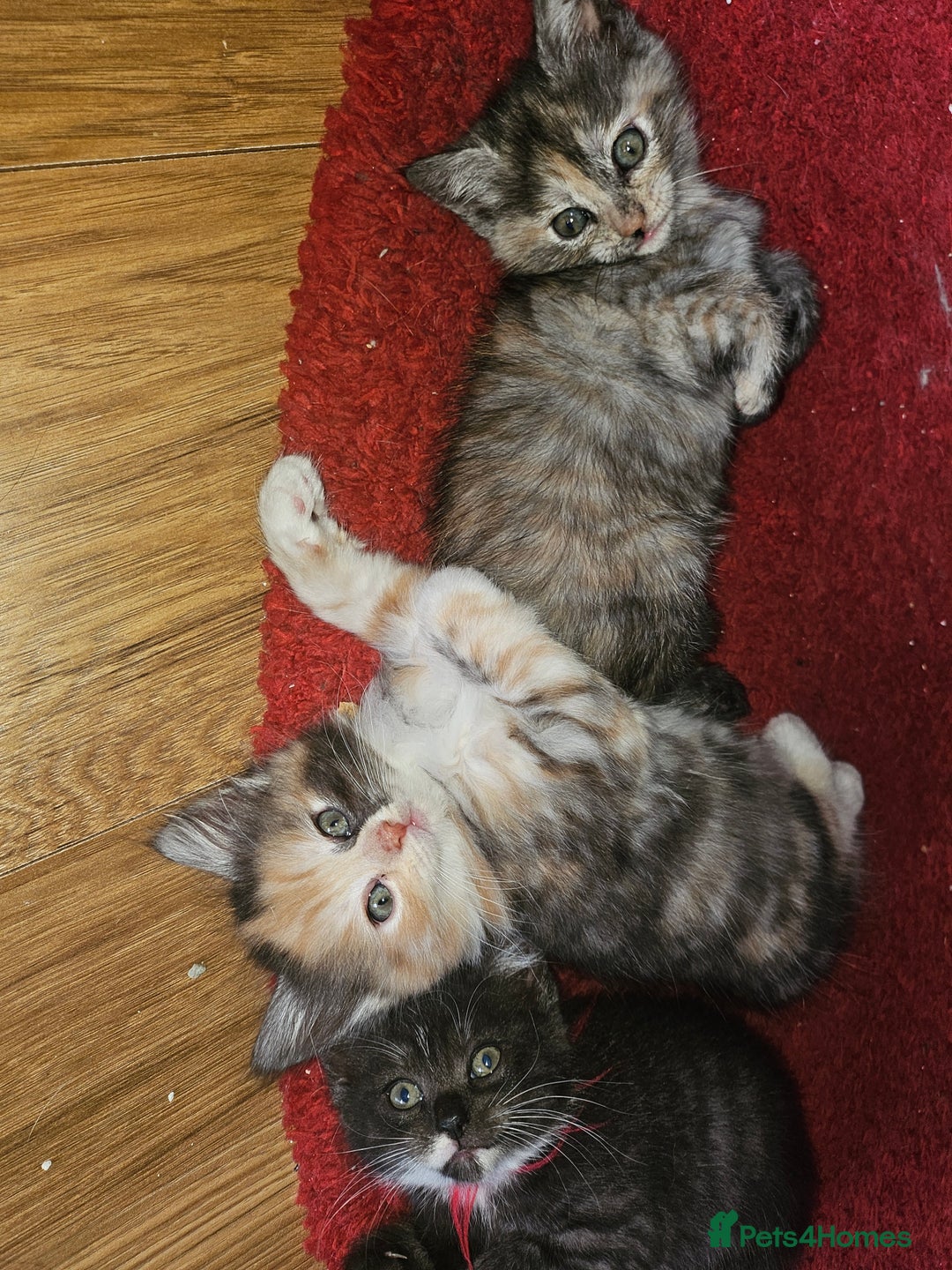 Mixed Breed cats for sale: Quarter persian fluffy kittens for sale - Image 23