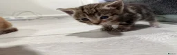 Mixed Breed cats for sale: BEAUTIFUL TORTISHELL KITTEN AND MORE - Advert 10
