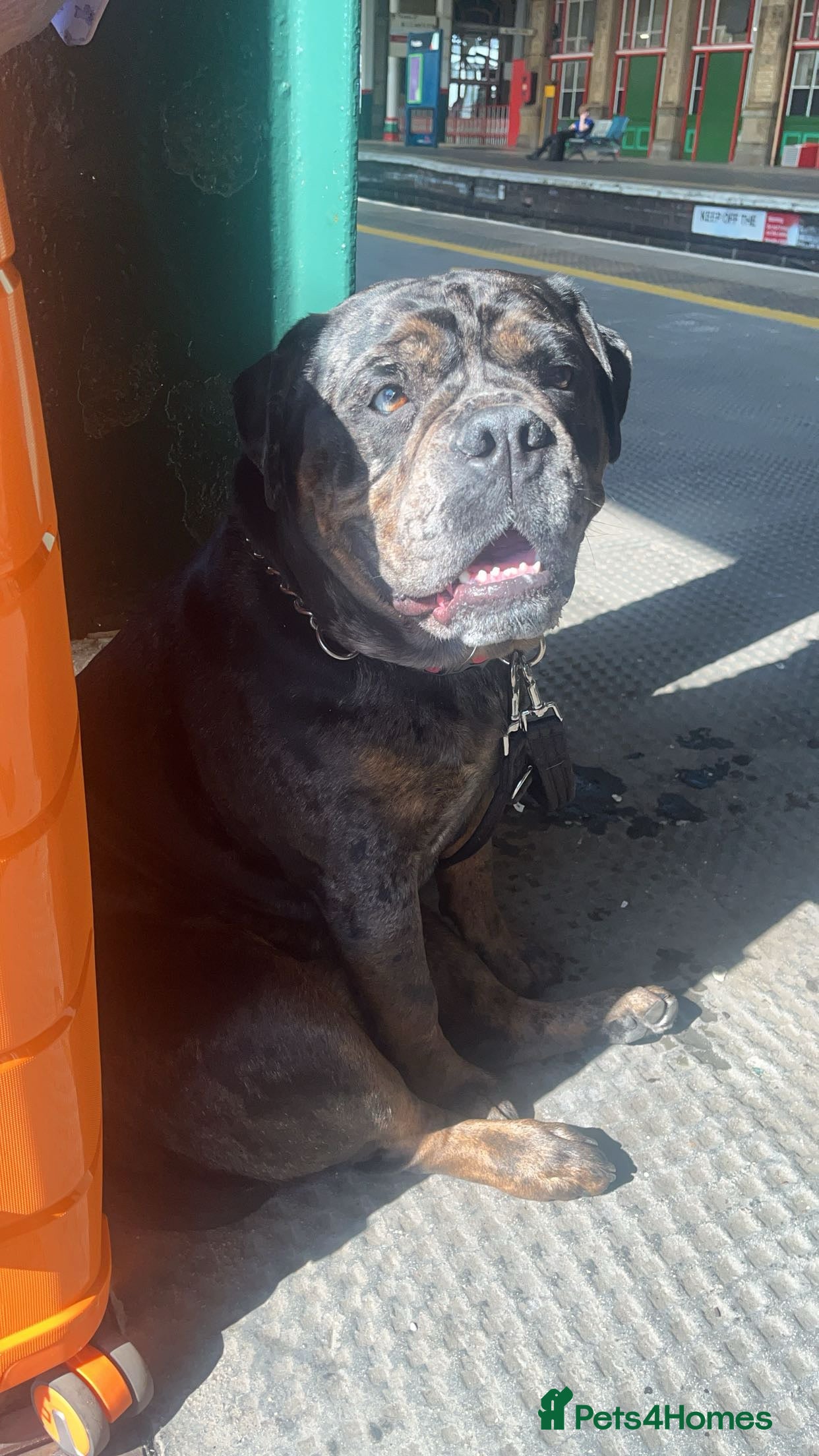 Dorset Olde Tyme Bulldogge dogs Olde English Bulldogge - Advert 2