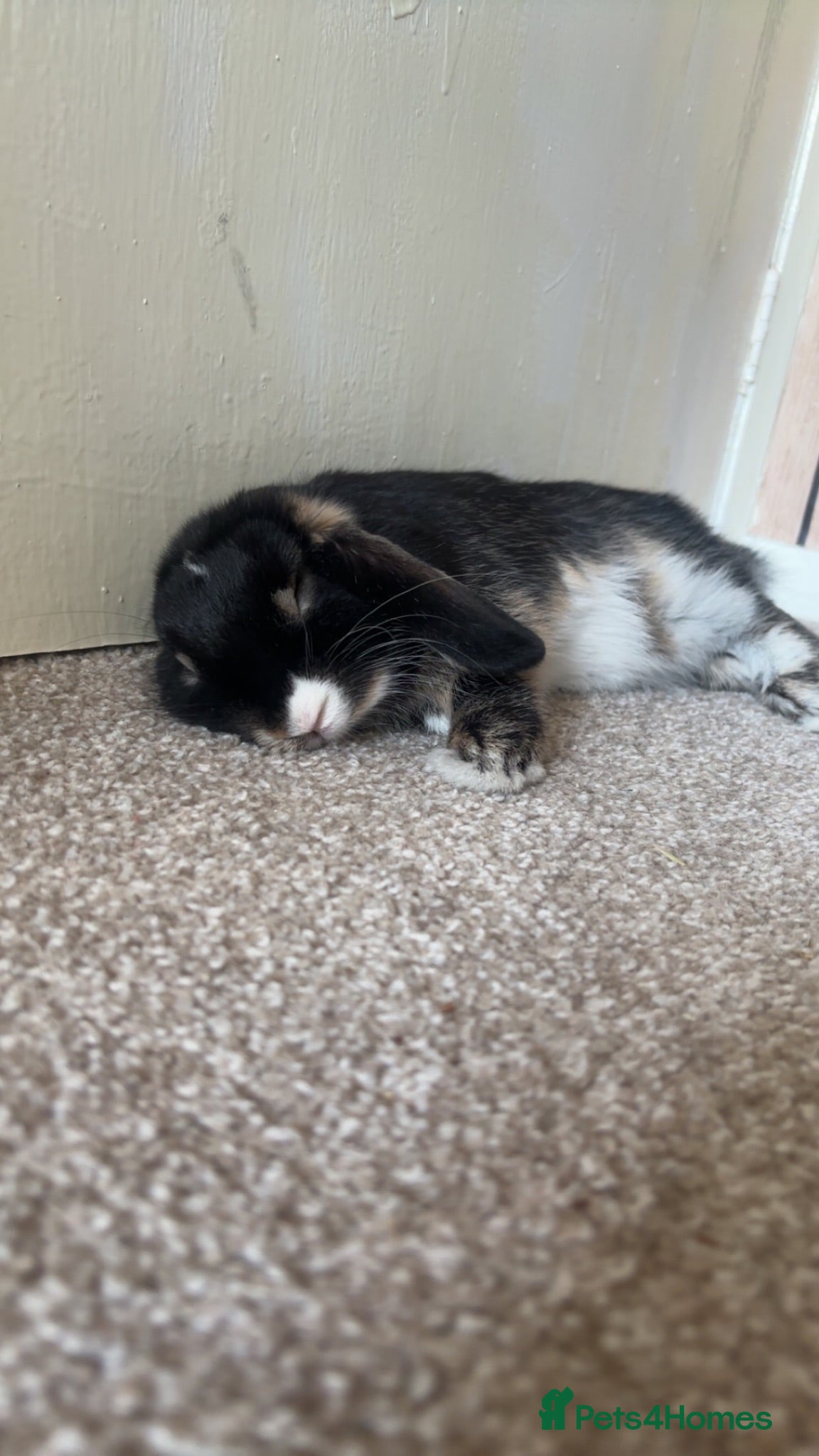 Mini Lion Lop rabbits Mini lop and set up. - Advert 3